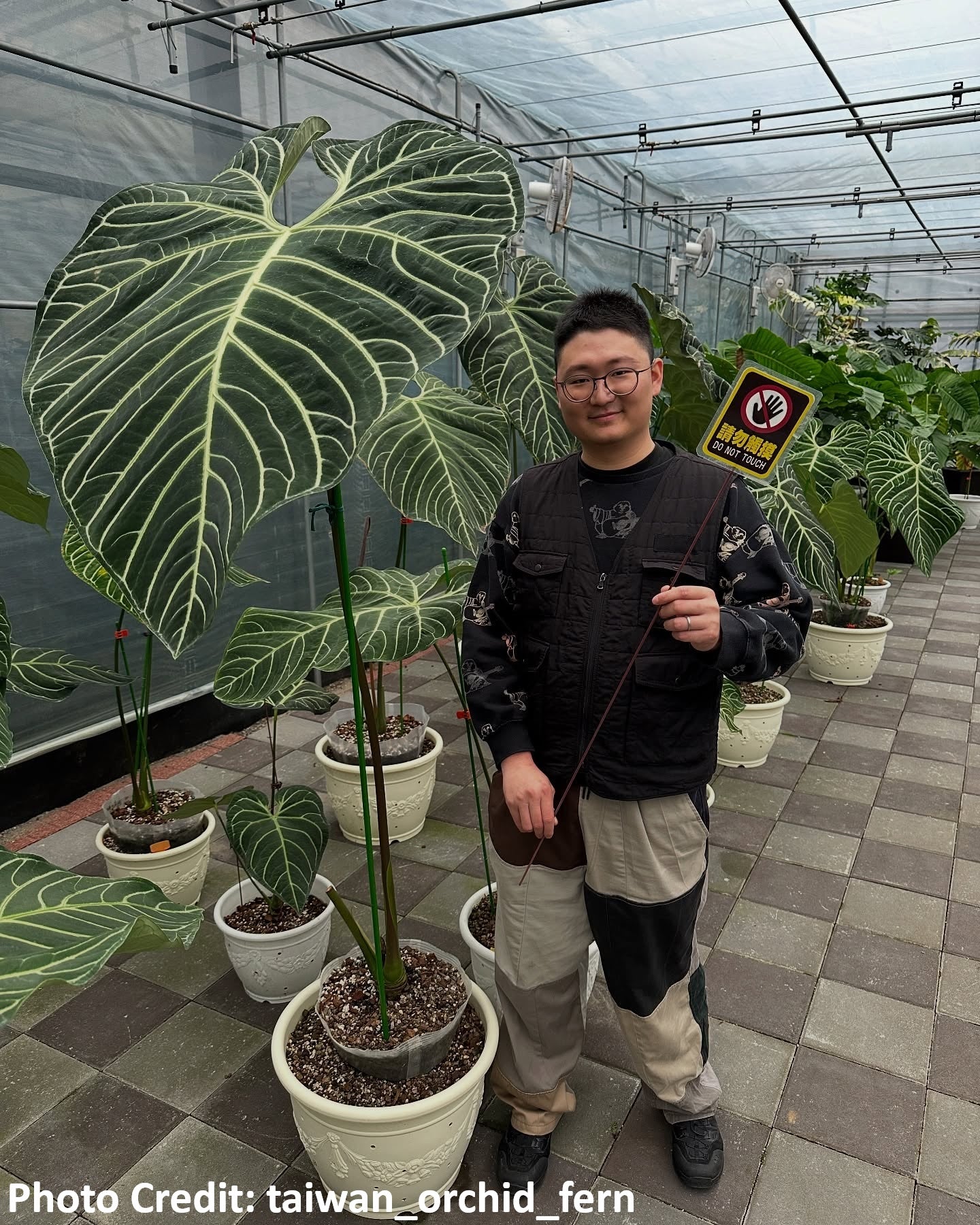 Anthurium Regale