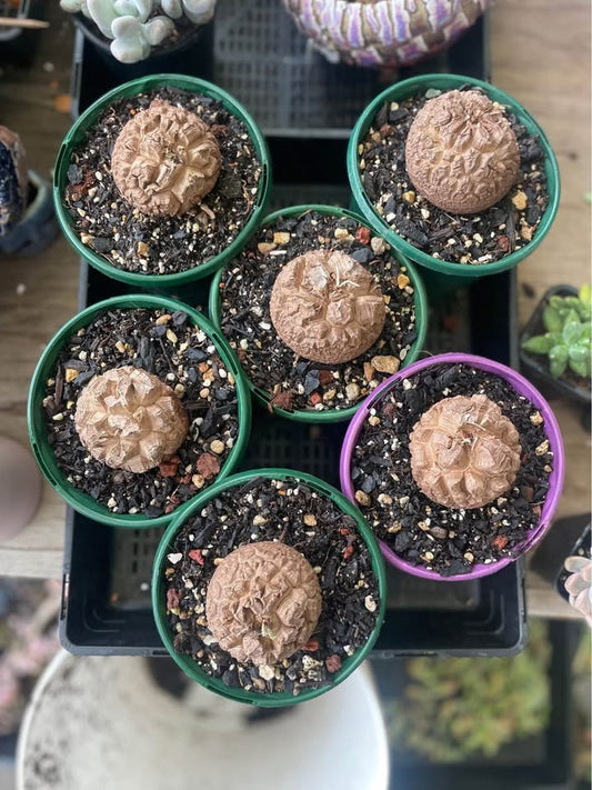 Dioscorea elephantipes 'The Elephant's Foot'