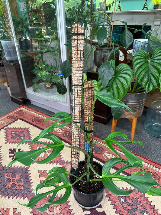 900mm Full Length Sphagnum Moss Pole