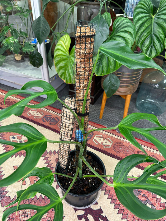 450mm Half Length Sphagnum Moss Pole