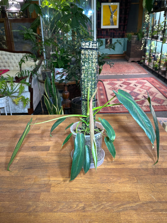 Philodendron Spiritus Sancti