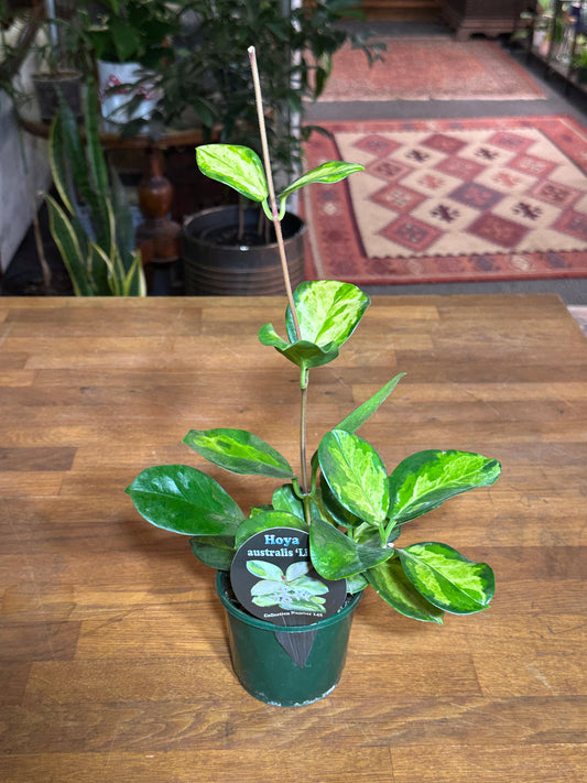 Hoya Australis SSP. Tenuipes 'Lisa'
