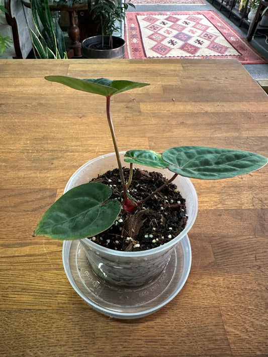 Anthurium Bloodmoon aka "Hoffmannii Red Sinus"
