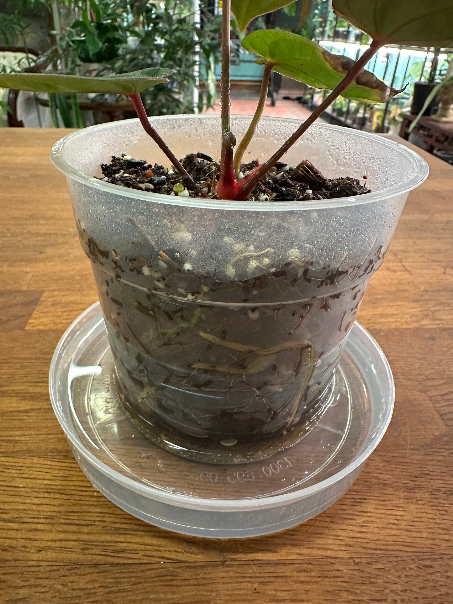 Anthurium Bloodmoon aka "Hoffmannii Red Sinus"