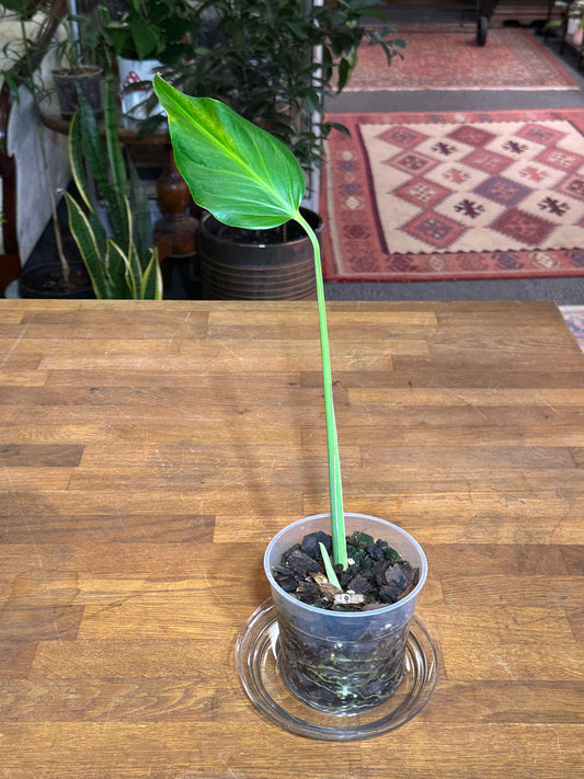 Monstera Burle Marx Flame