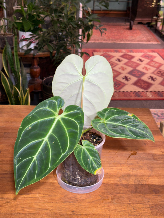 Anthurium Regale