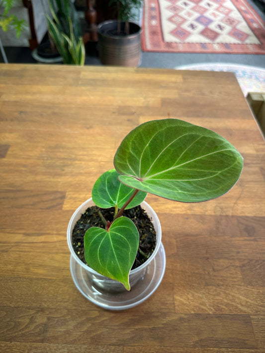 Anthurium King Of Spades