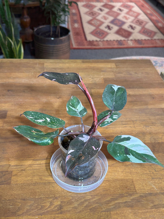 Philodendron Red Anderson