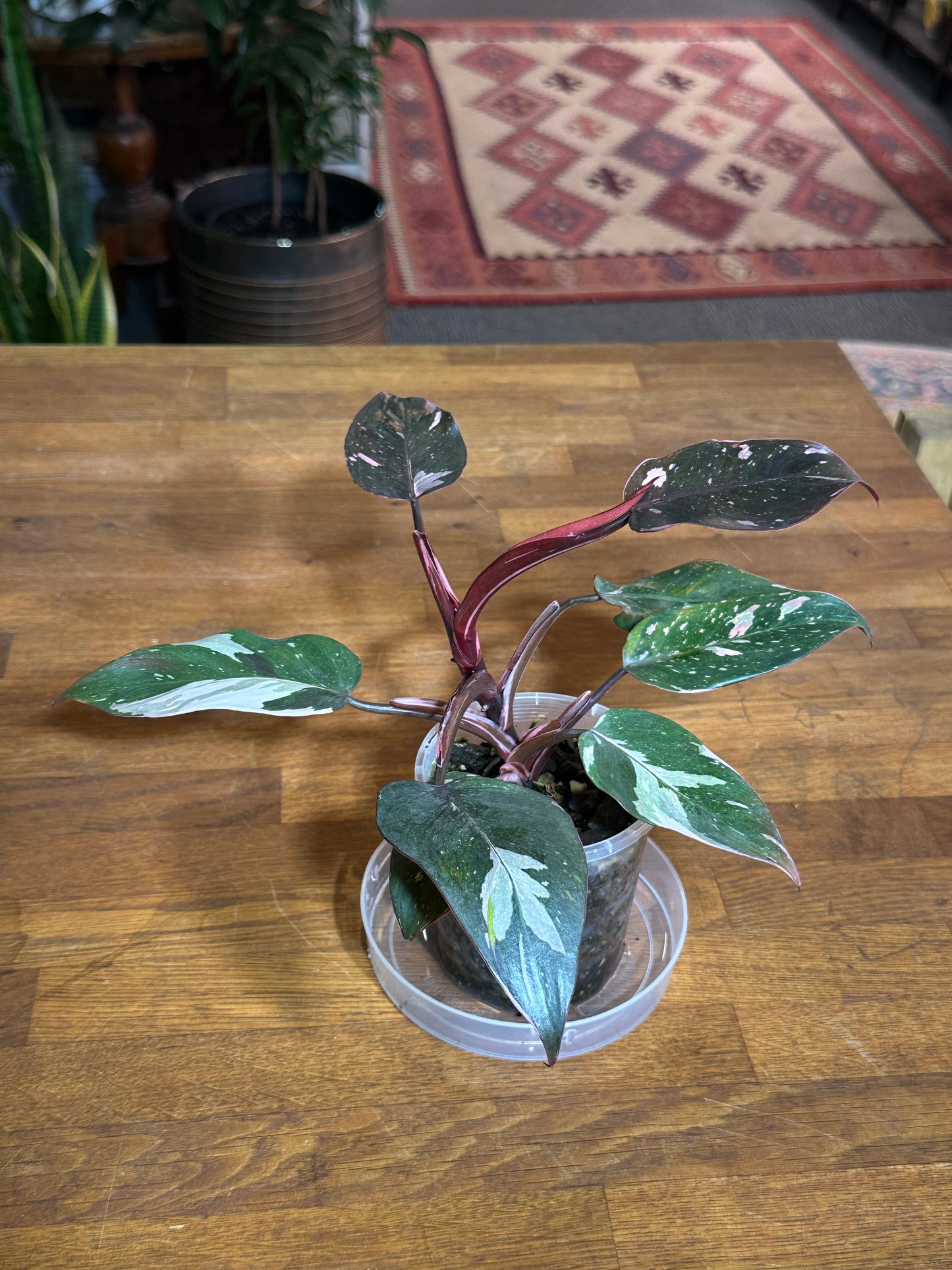 Philodendron Red Anderson