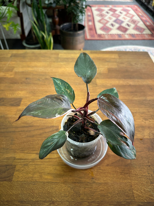 Philodendron Red Anderson