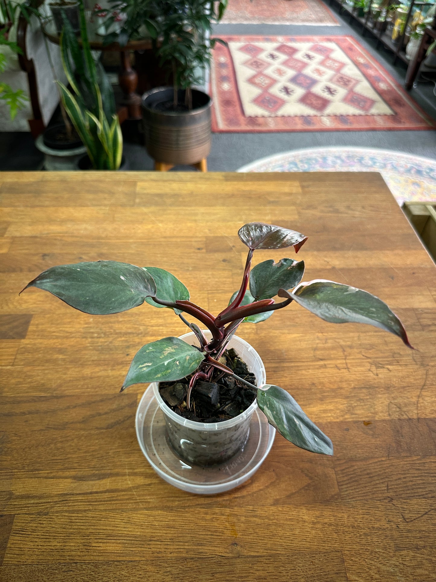 Philodendron Red Anderson