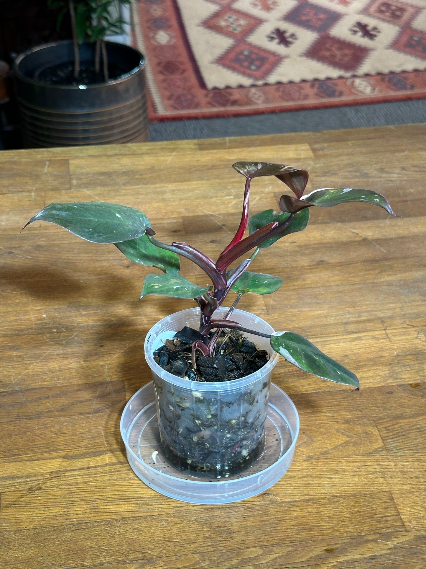 Philodendron Red Anderson