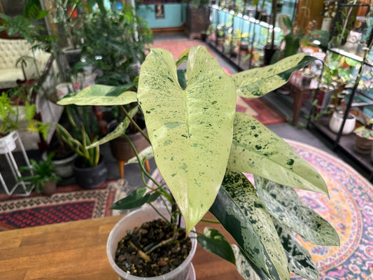 Philodendron ilsemanii - Crown Jewel
