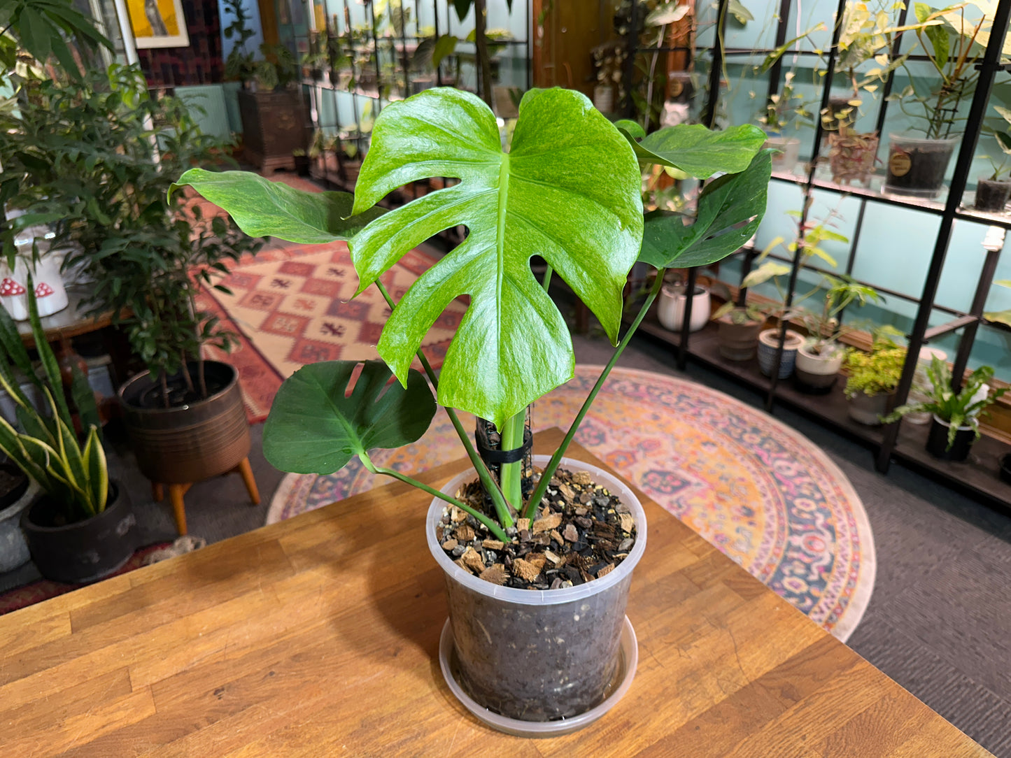 Monstera Stardust - Small