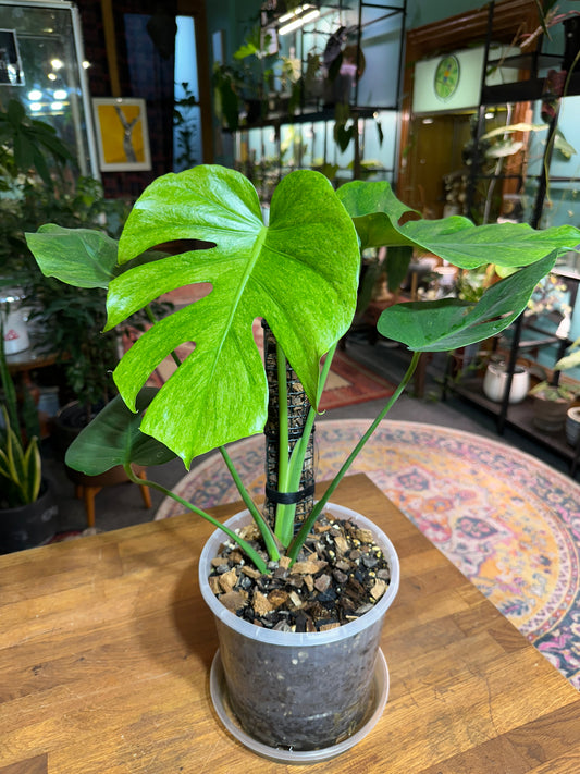 Monstera Stardust - Small