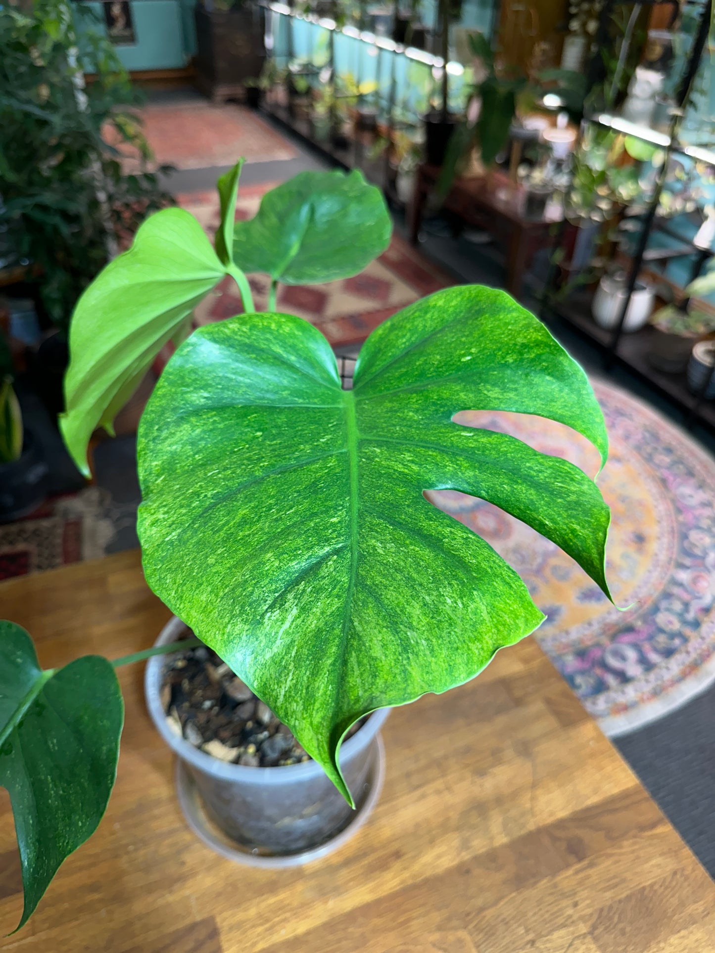 Monstera Stardust - Small