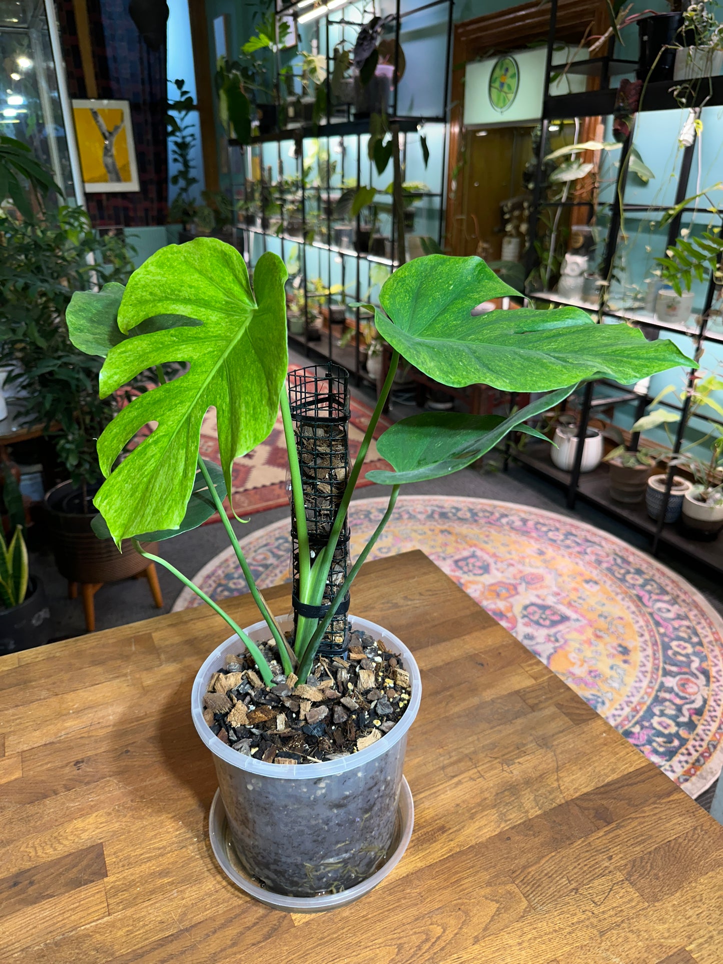 Monstera Stardust - Small