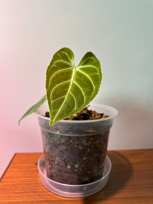 Anthurium Regale