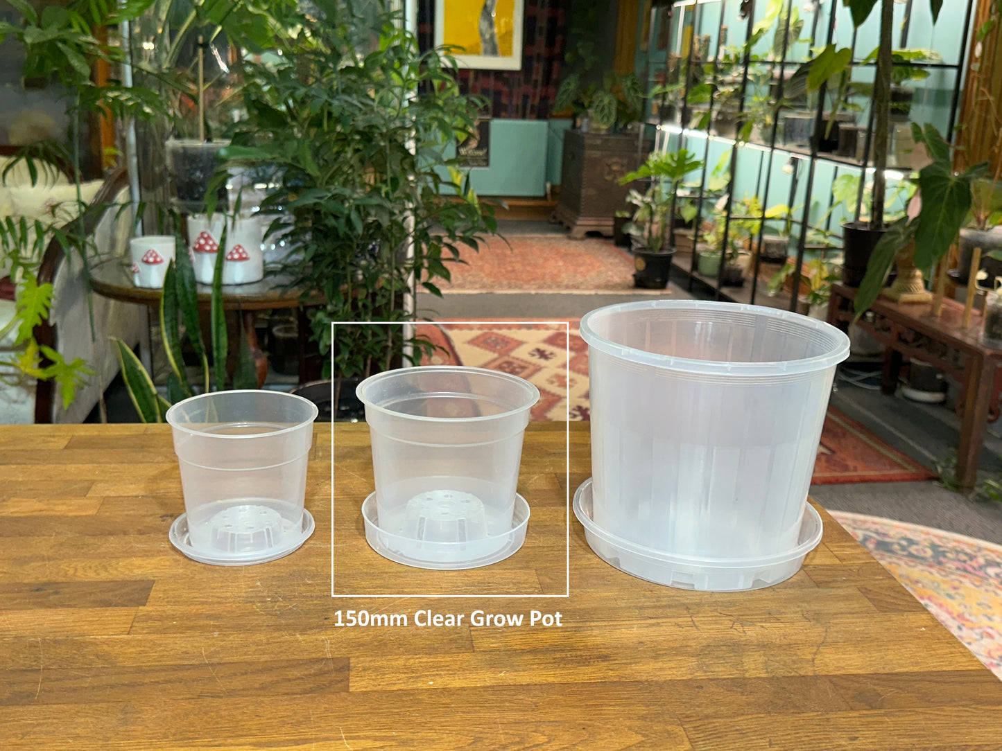 150mm Clear Grow Pot