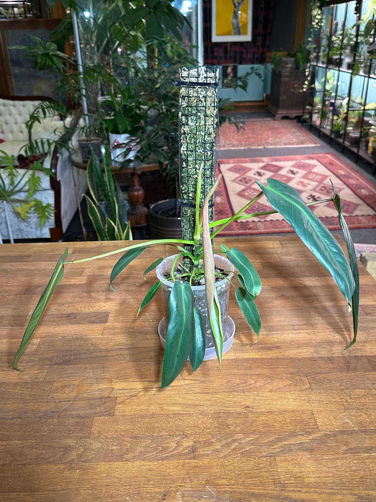 Philodendron Spiritus Sancti