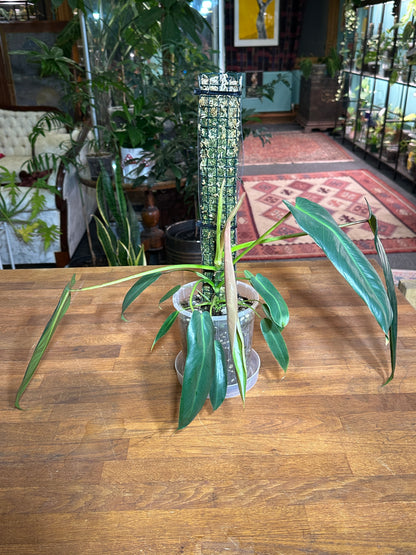 Philodendron Spiritus Sancti