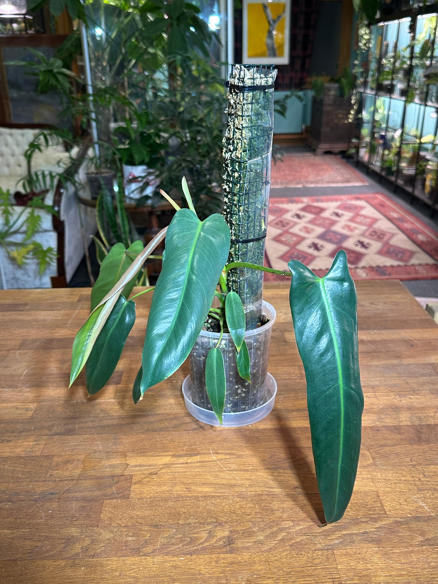 Philodendron Spiritus Sancti