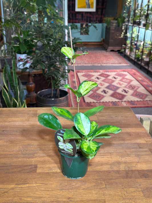 Hoya Australis SSP. Tenuipes 'Lisa'