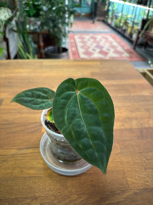 Anthurium Bloodmoon aka "Hoffmannii Red Sinus"
