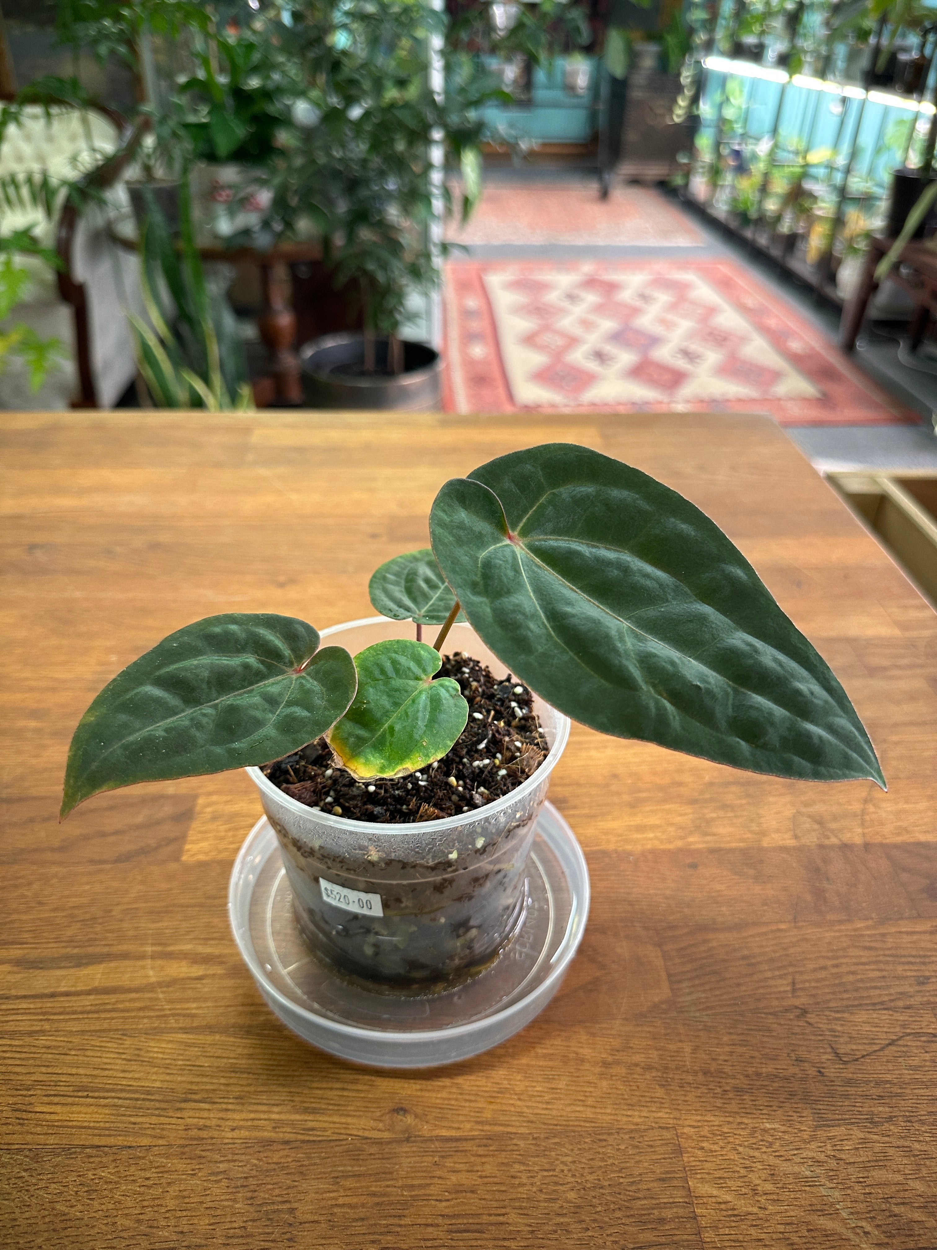 アンスリウム　ホフマニー\"blood moon\" 🌱 Anthurium 'Blood moon' 🌱 Hoffmanii red sinus【AUS】 #aroid