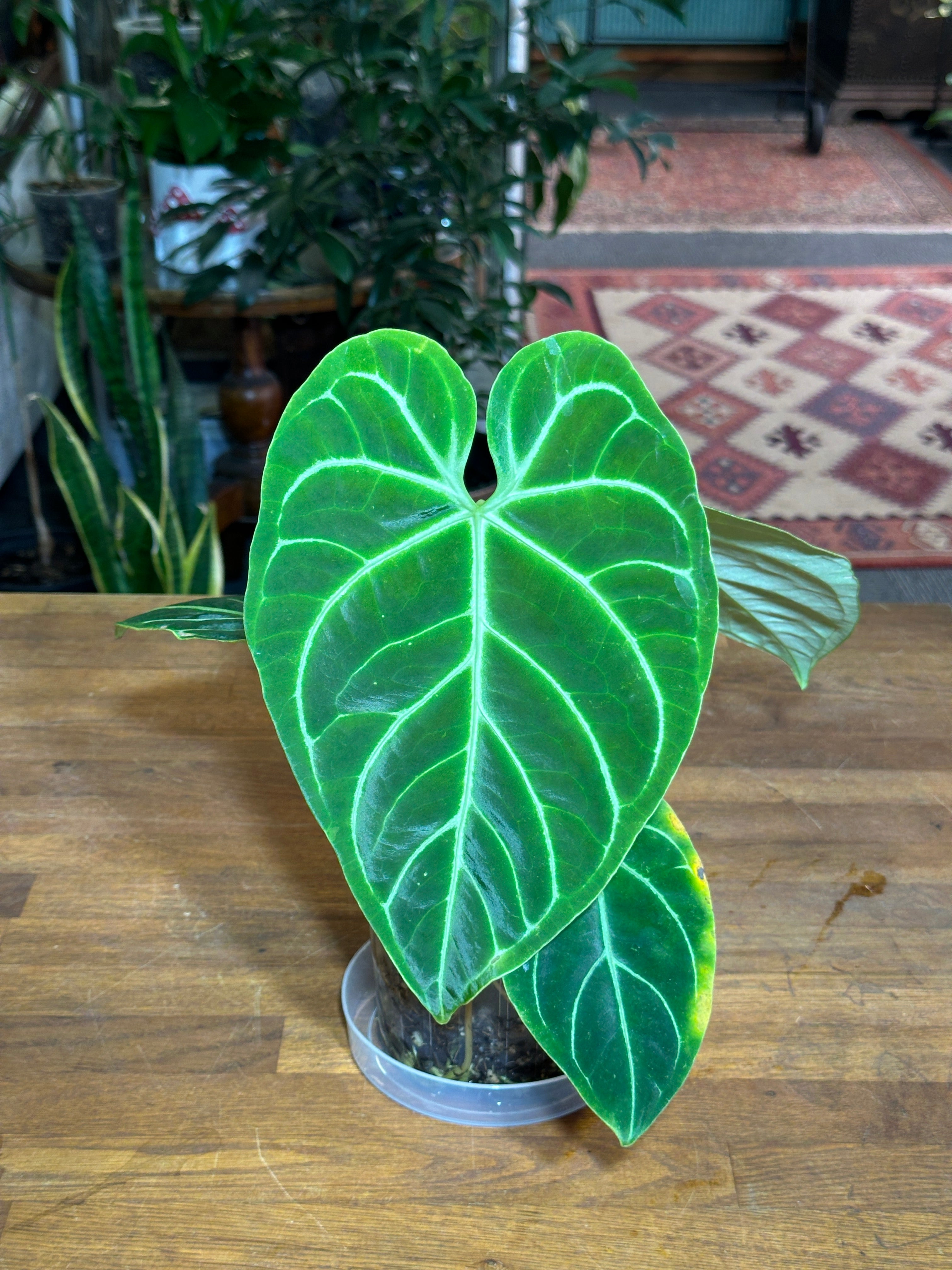 Anthurium Regale – Holy Grail Plants