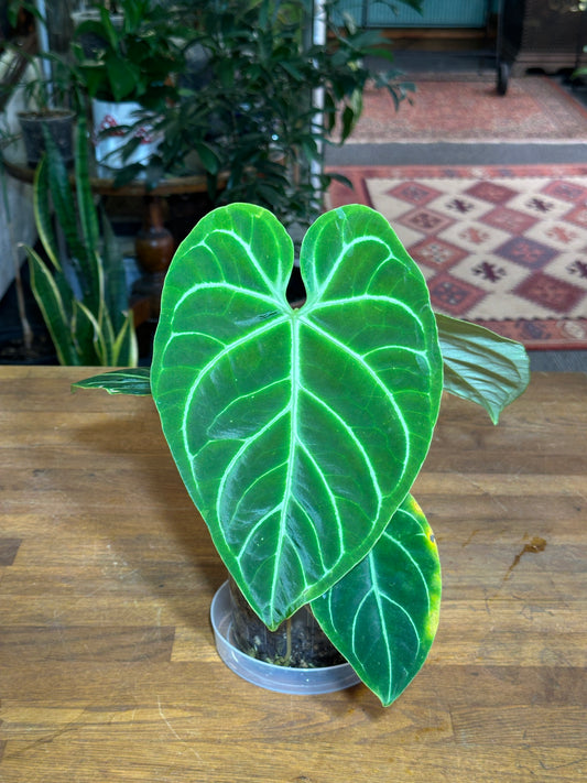 Anthurium Regale