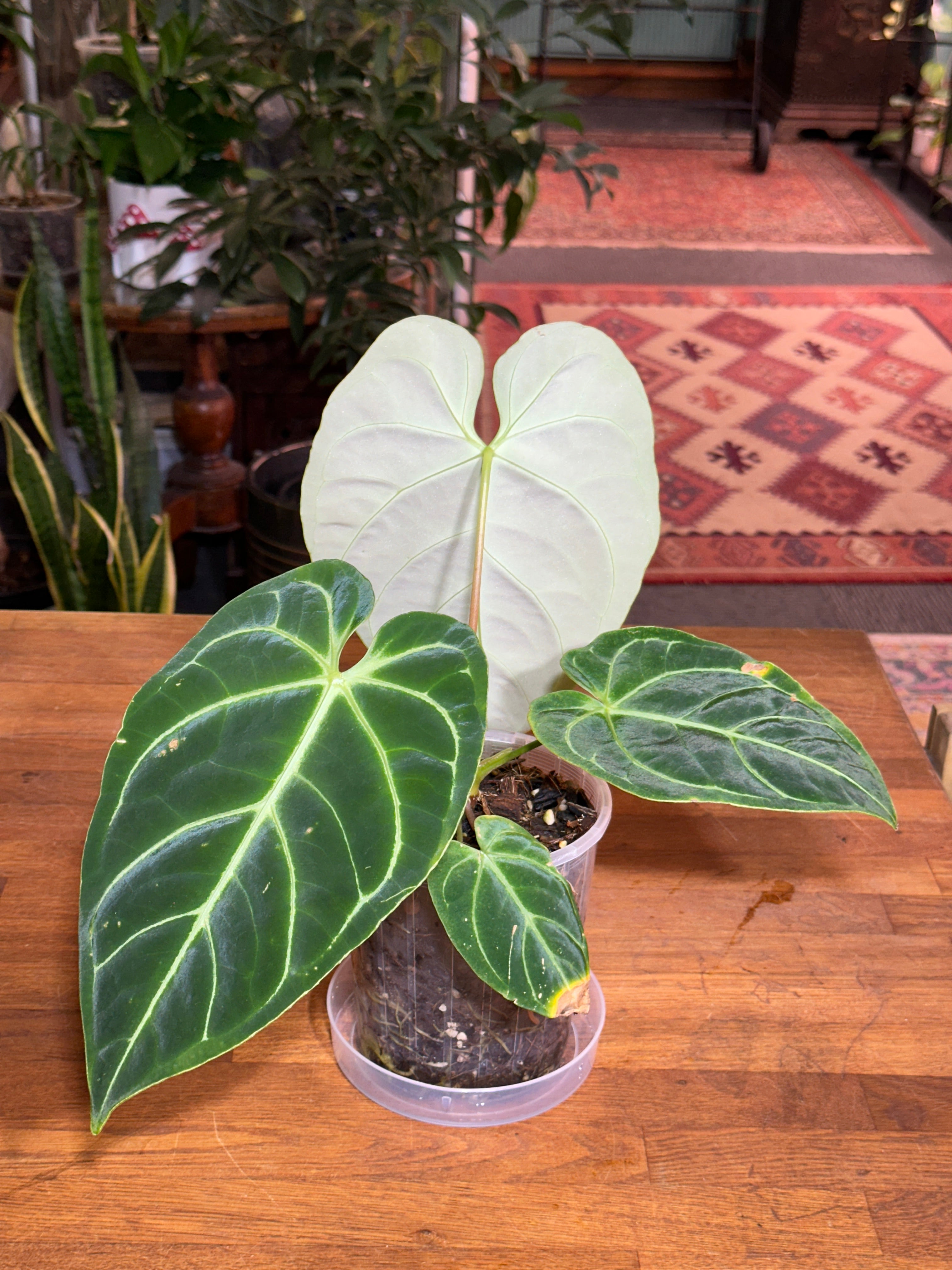 Anthurium Regale – Holy Grail Plants