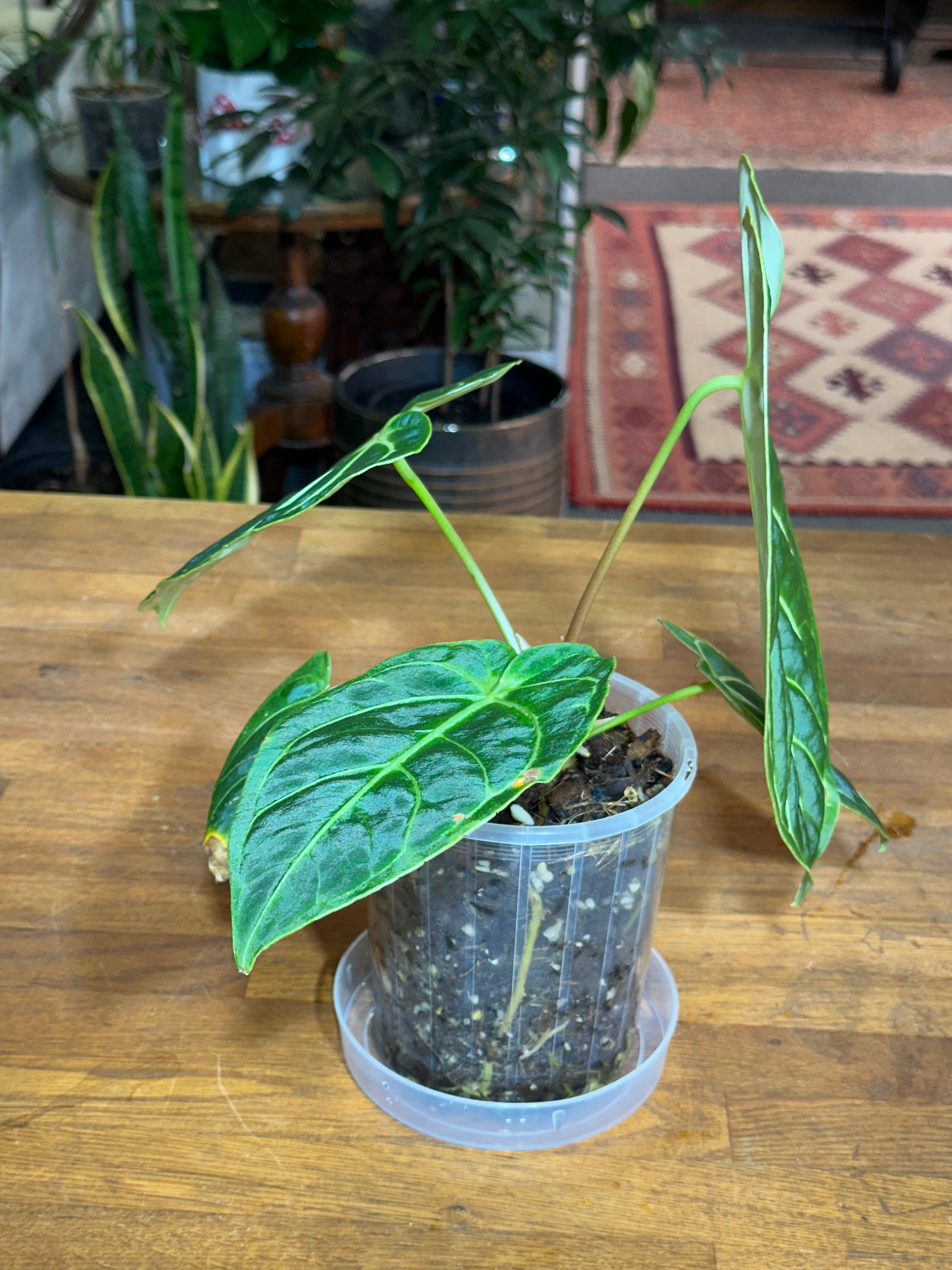 Anthurium Regale – Holy Grail Plants