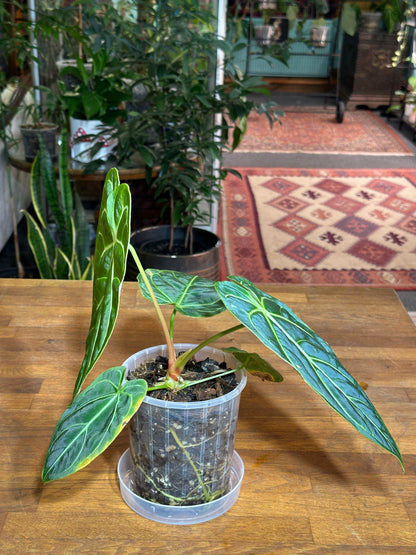 Anthurium Regale