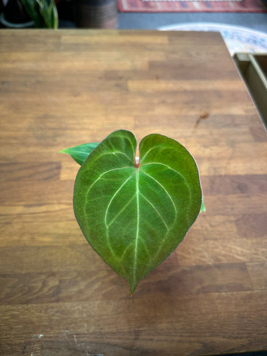 Anthurium King Of Spades