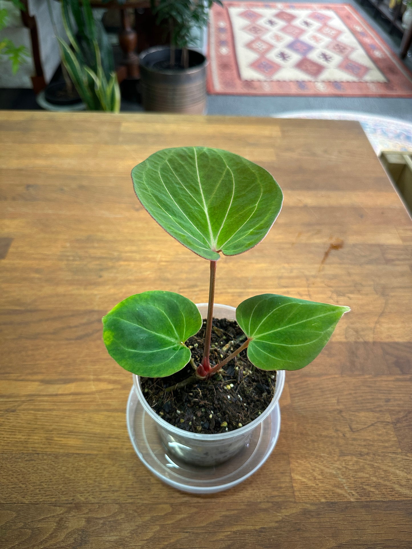 Anthurium King Of Spades