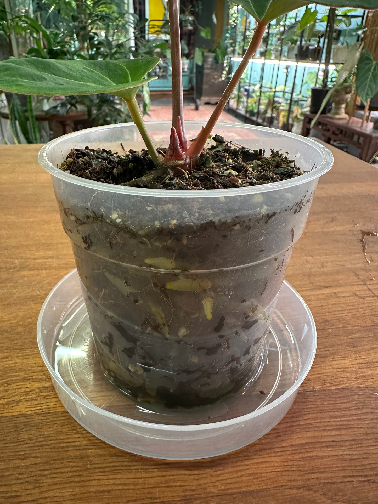 Anthurium King Of Spades
