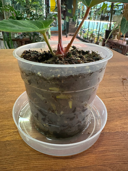 Anthurium King Of Spades