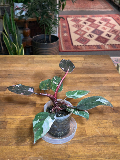 Philodendron Red Anderson