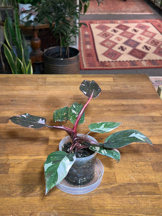 Philodendron Red Anderson