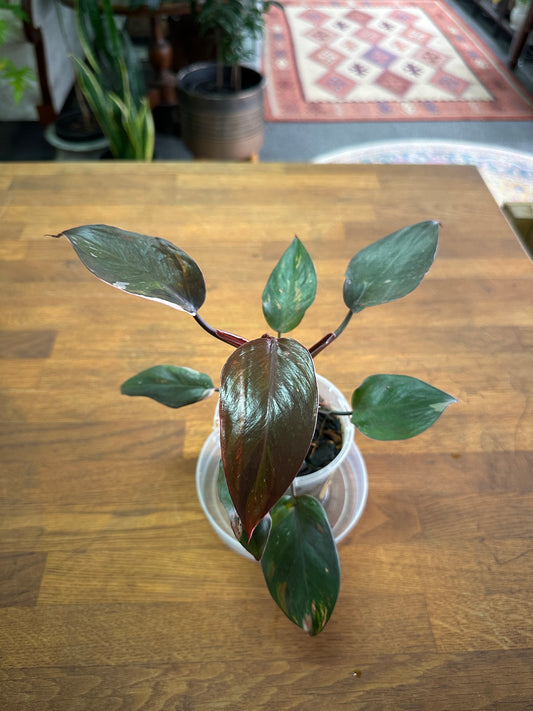 Philodendron Red Anderson