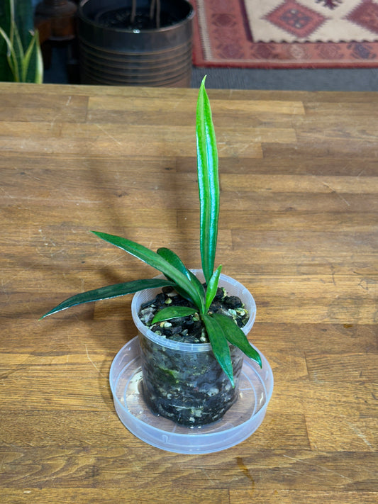 Microsorum thailandicum aka "Blue Oil Fern"