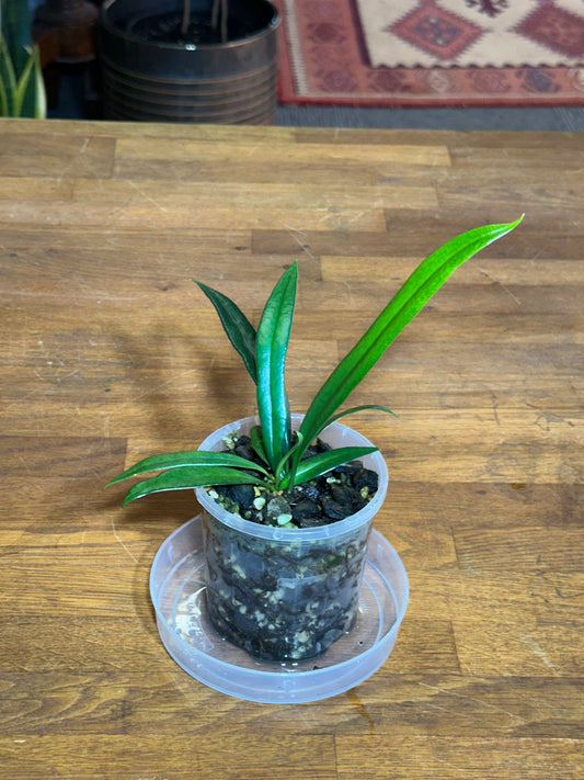 Microsorum thailandicum aka "Blue Oil Fern"
