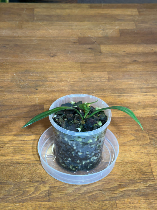Microsorum thailandicum aka "Blue Oil Fern"