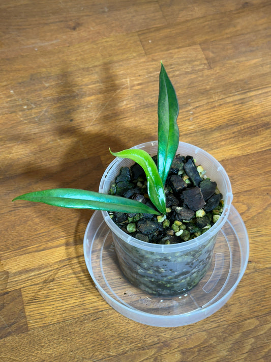 Microsorum thailandicum aka "Blue Oil Fern"