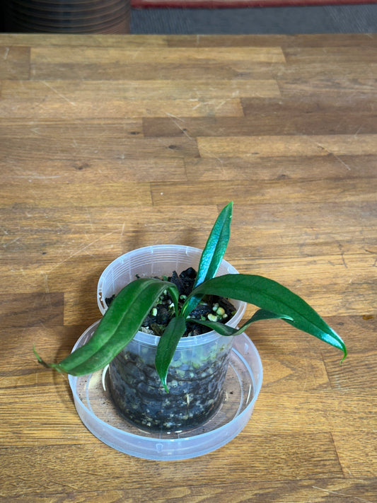 Microsorum thailandicum aka "Blue Oil Fern"