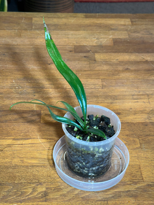 Microsorum thailandicum aka "Blue Oil Fern"