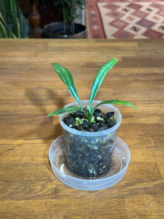 Microsorum thailandicum aka "Blue Oil Fern"