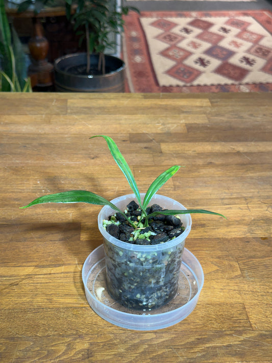 Microsorum thailandicum aka "Blue Oil Fern"