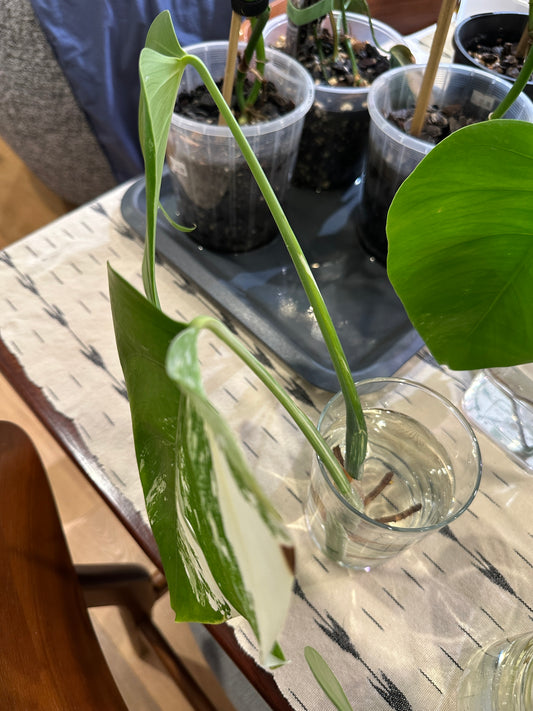 Monstera Borsigiana Albo Variegata